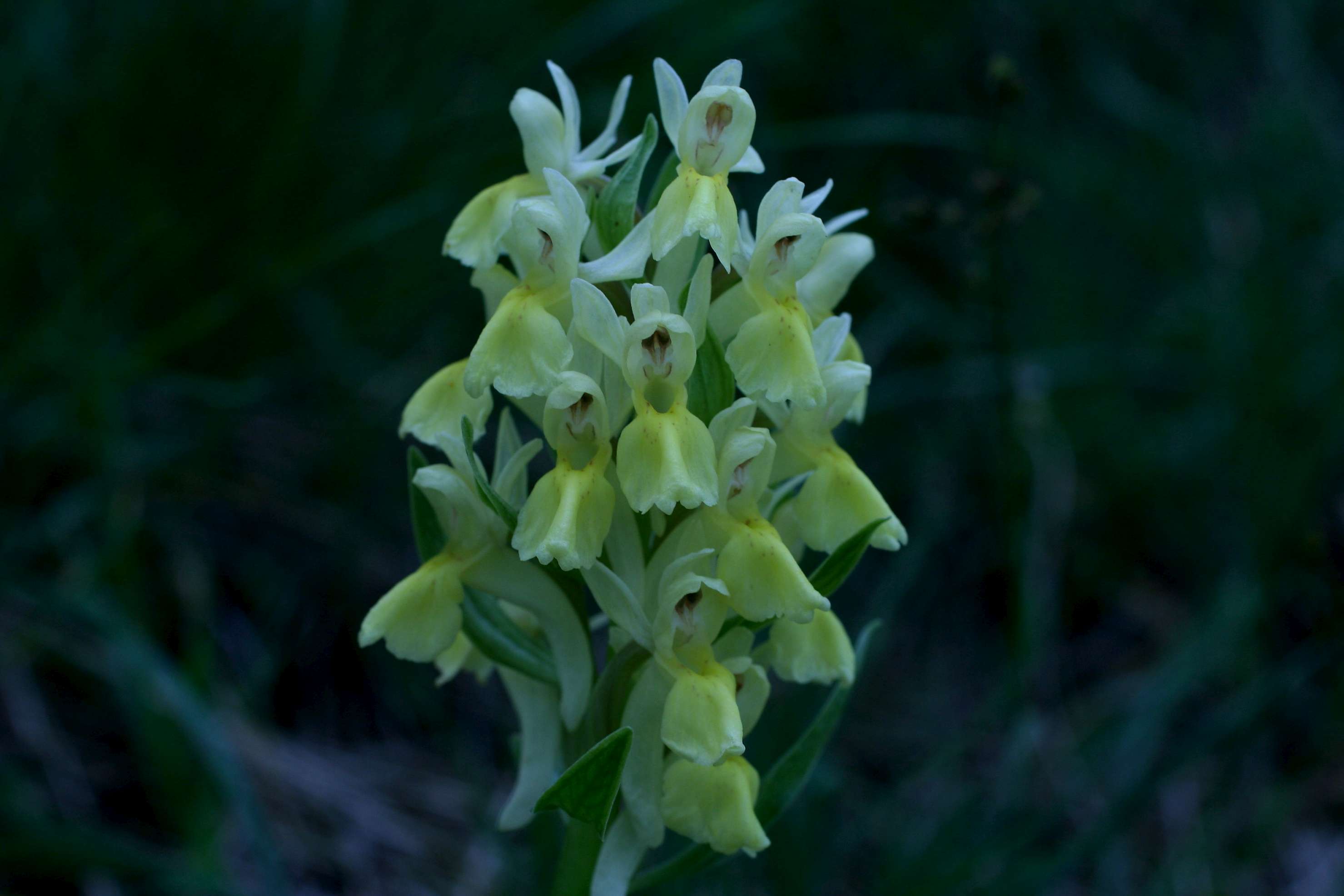 Altra orchidea